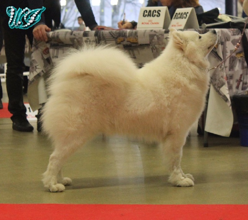 CH. I am beautiful Von Weiss Juwelen - 1° Excellent - CACS - CACIB