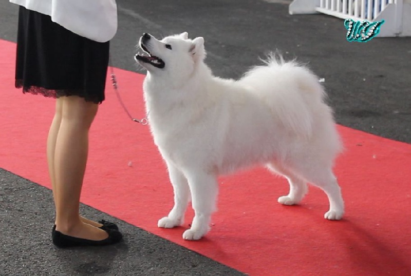 CH. I am beautiful Von Weiss Juwelen - 1° Excellent - BOS Jeune