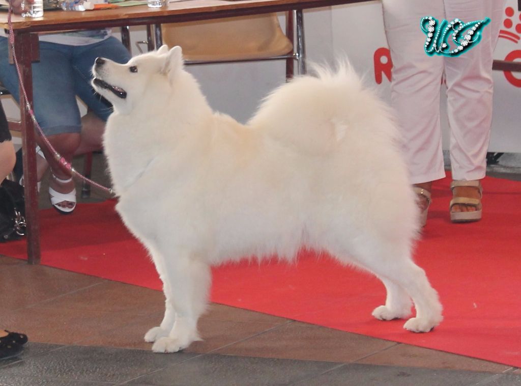 CH. I am beautiful Von Weiss Juwelen - 1° Excellent - RCACS