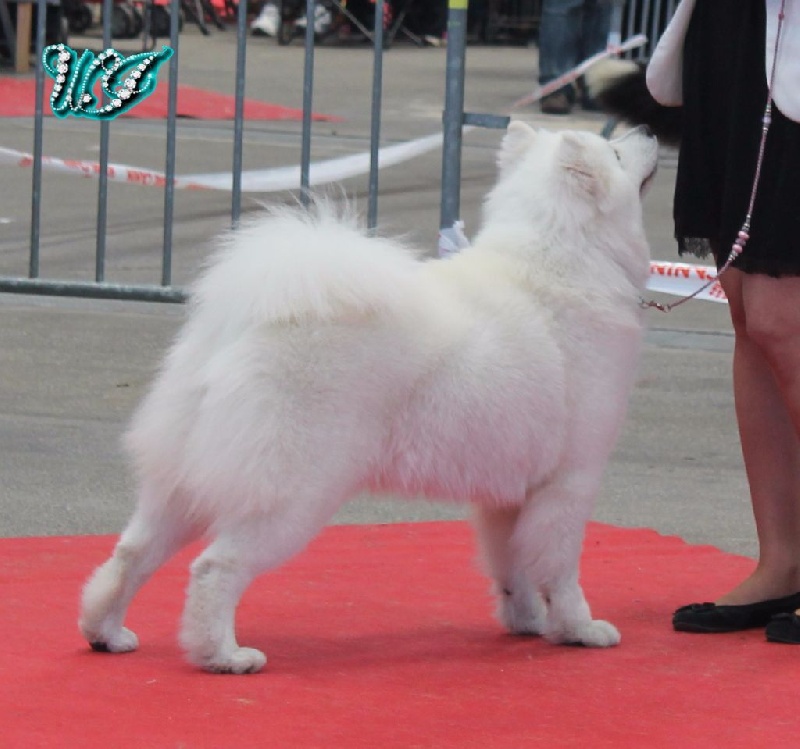 CH. I am beautiful Von Weiss Juwelen - 1° Excellent - RCACS