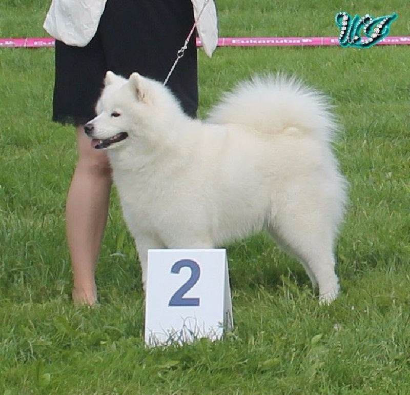 CH. I am beautiful Von Weiss Juwelen - 2° Excellent