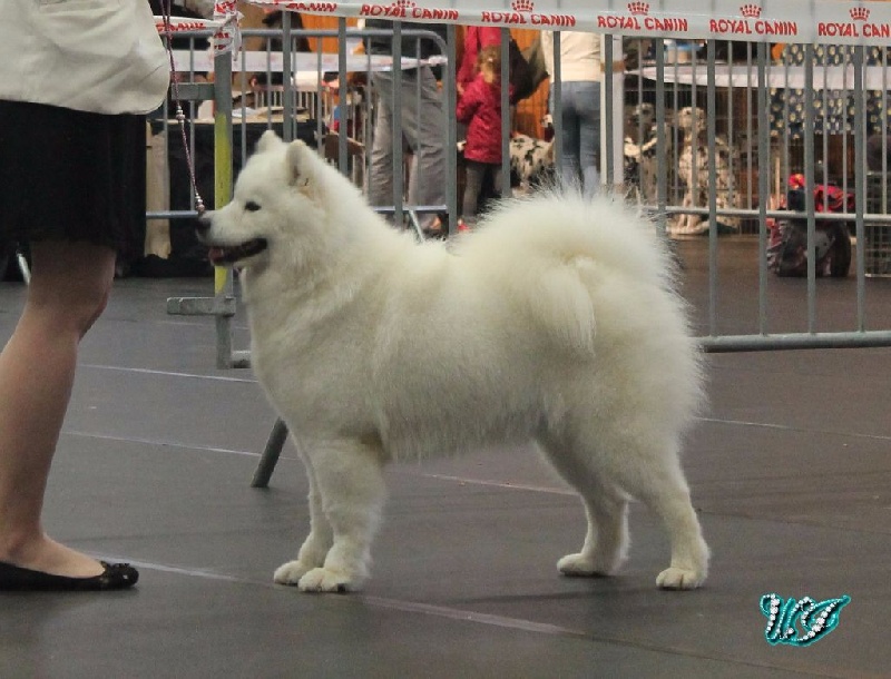 CH. I am beautiful Von Weiss Juwelen - 2° Excellent - RCACS