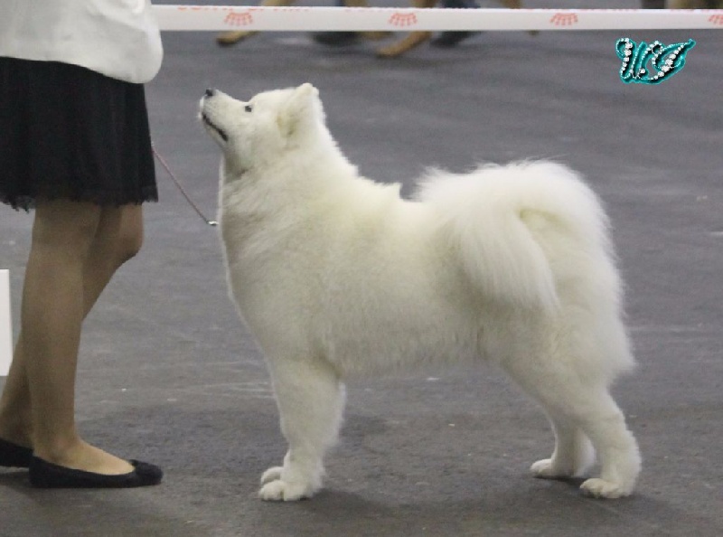 CH. I am beautiful Von Weiss Juwelen - 1° Excellent - RCACS