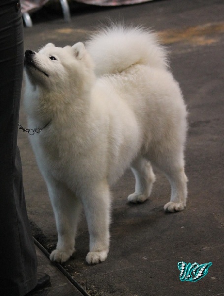 CH. I am beautiful Von Weiss Juwelen - Très Prometteur - BOS Puppy