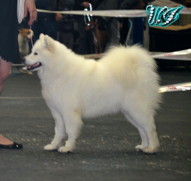 CH. I am beautiful Von Weiss Juwelen - 4° Excellent