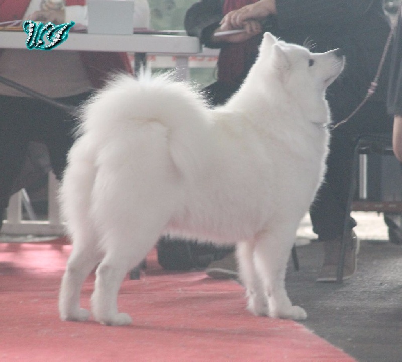 CH. I am beautiful Von Weiss Juwelen - 1° Excellent - CACS - RCACIB