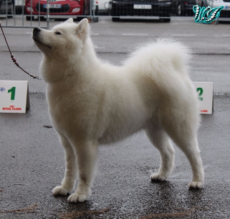 CH. I am beautiful Von Weiss Juwelen - 1° Excellent - CACS - BOS