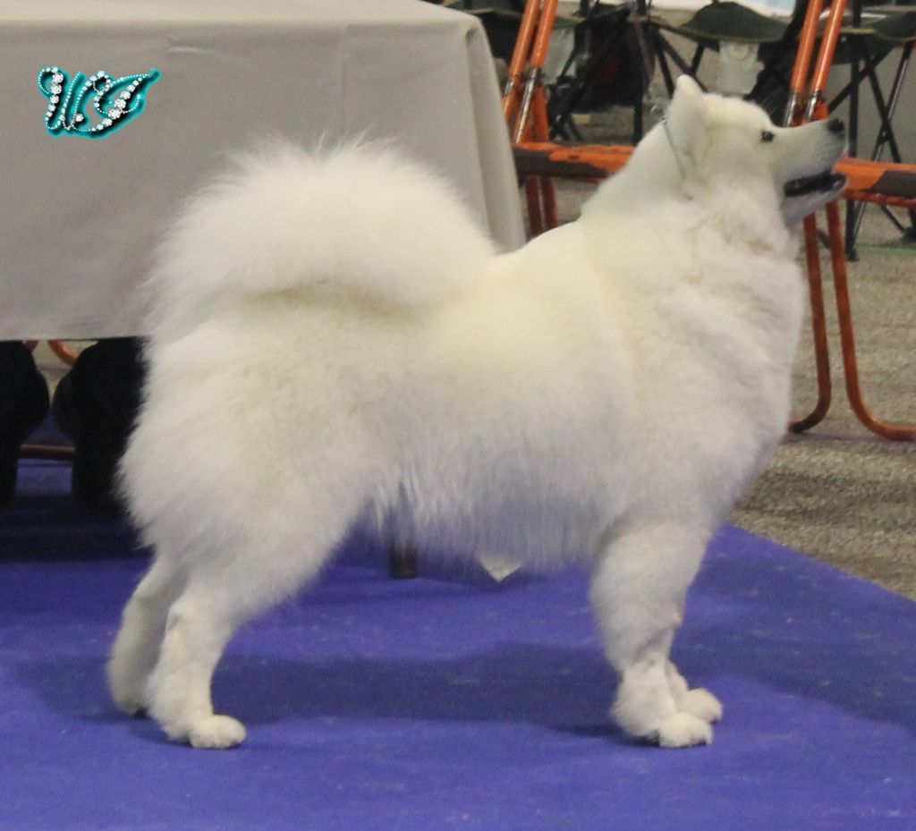 CH. I am beautiful Von Weiss Juwelen - 2° Excellent