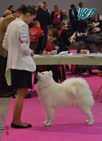 CH. I am beautiful Von Weiss Juwelen - 1° Excellent - BOS Jeune