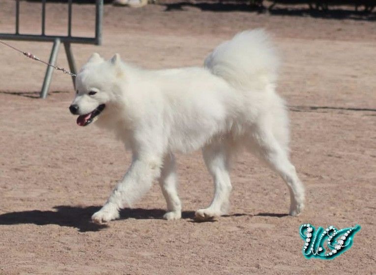 CH. I am beautiful Von Weiss Juwelen - 1° Excellent - RCACS