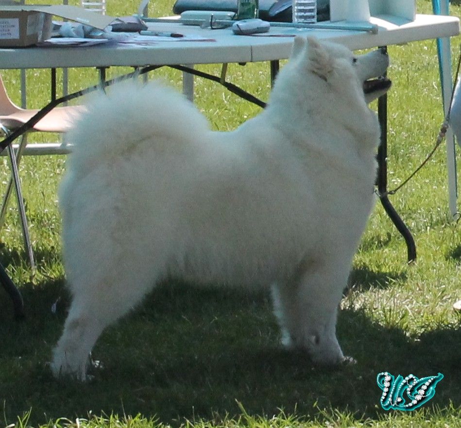 CH. I am beautiful Von Weiss Juwelen - 2° Excellent - RCACS