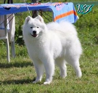 CH. I am beautiful Von Weiss Juwelen - 1° Excellent - RCACS