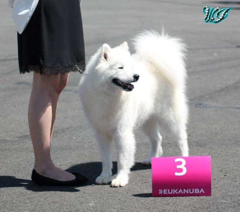 CH. I am beautiful Von Weiss Juwelen - 3° Excellent