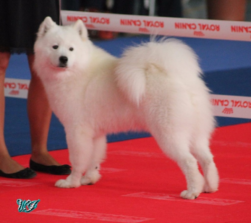 CH. I am beautiful Von Weiss Juwelen - 1° Excellent