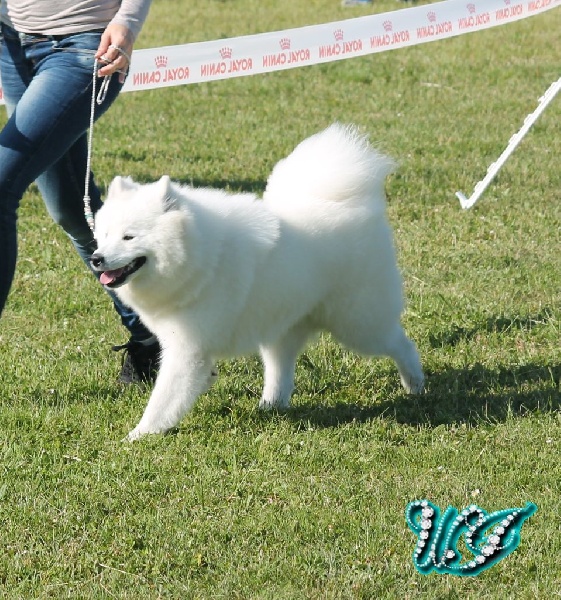 CH. I am beautiful Von Weiss Juwelen - 1° Excellent - BOB Jeune - BOG2 Jeune - BOB