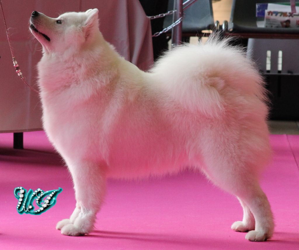 CH. I am beautiful Von Weiss Juwelen - 1° Excellent