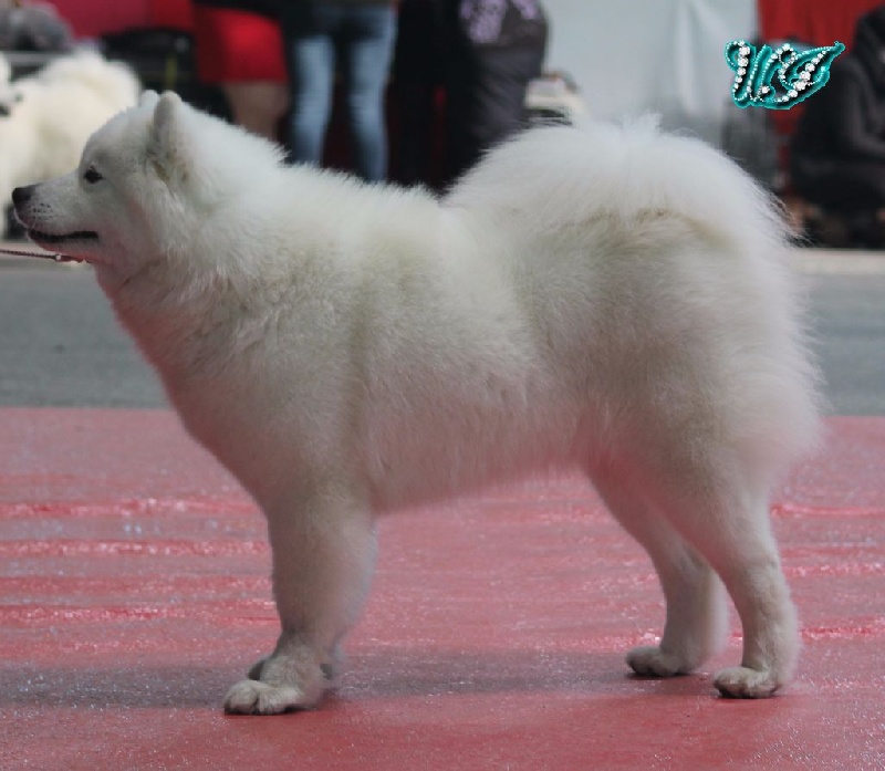 CH. I am beautiful Von Weiss Juwelen - 3° Excellent