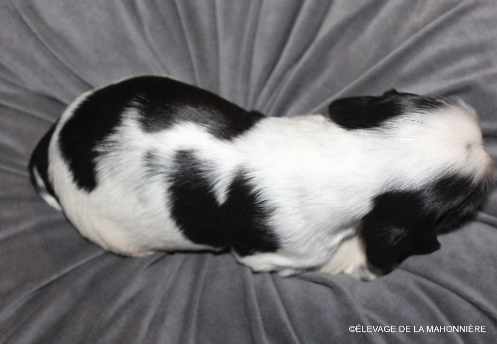 M1-AIKO De la Mahonnière -