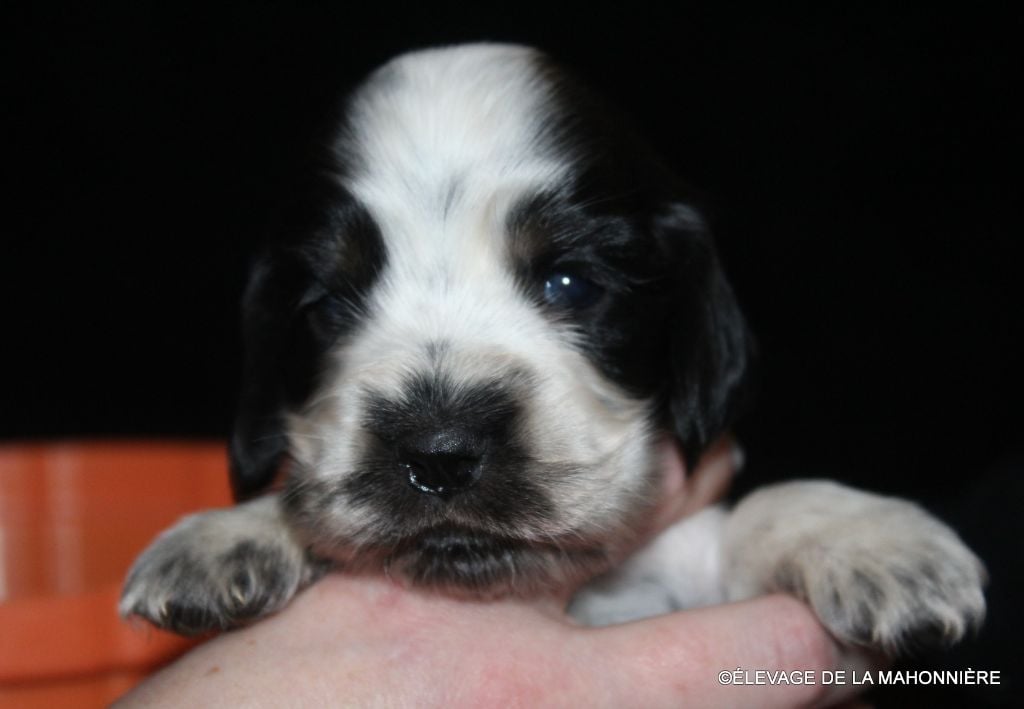 F2-ABY de la Mahonnière