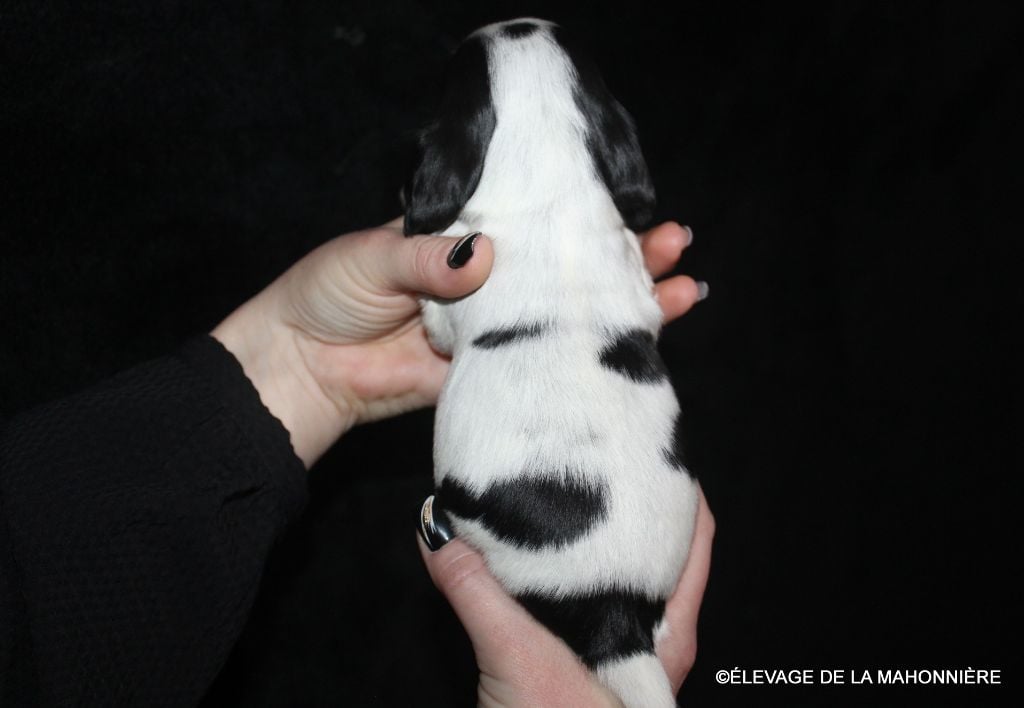 F3-ATHÉNA DE LA MAHONNIÈRE