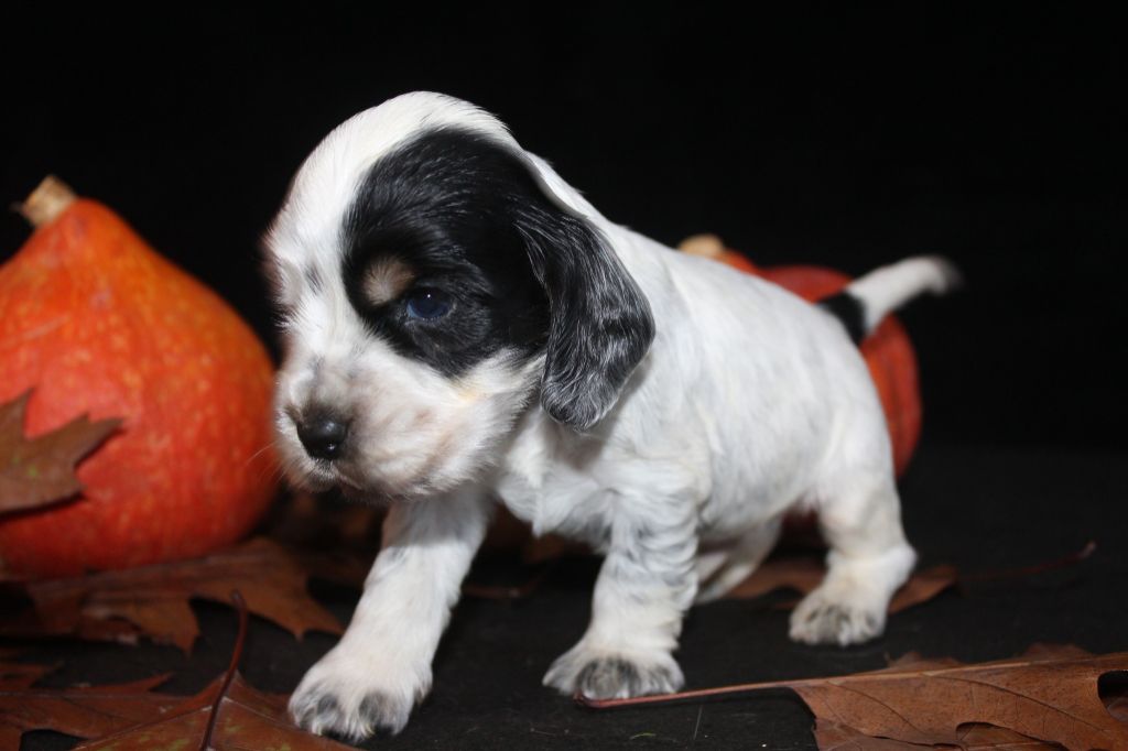 M3 - ARIBO DE LA MAHONNIÈRE