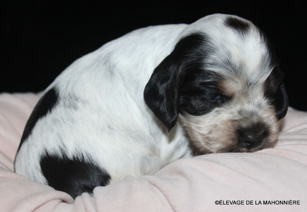 F3-ABBY de la Mahonnière