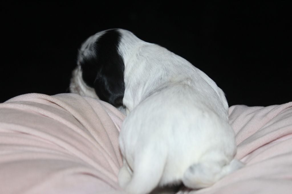 F1- ALTESSE DE LA MAHONNIÈRE