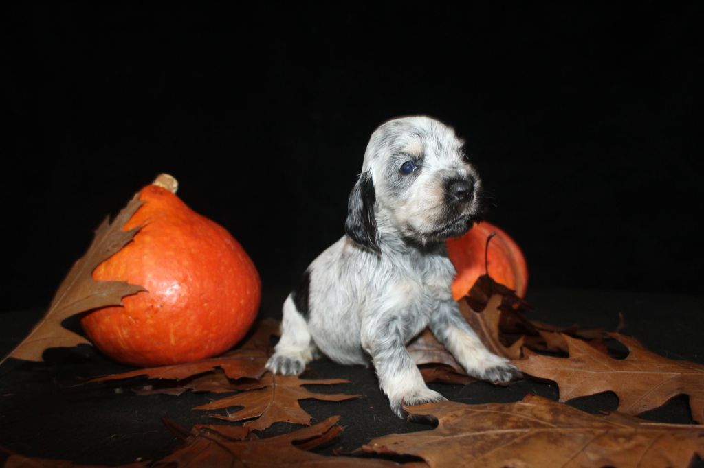 F2- ARIA DE LA MAHONNIÈRE