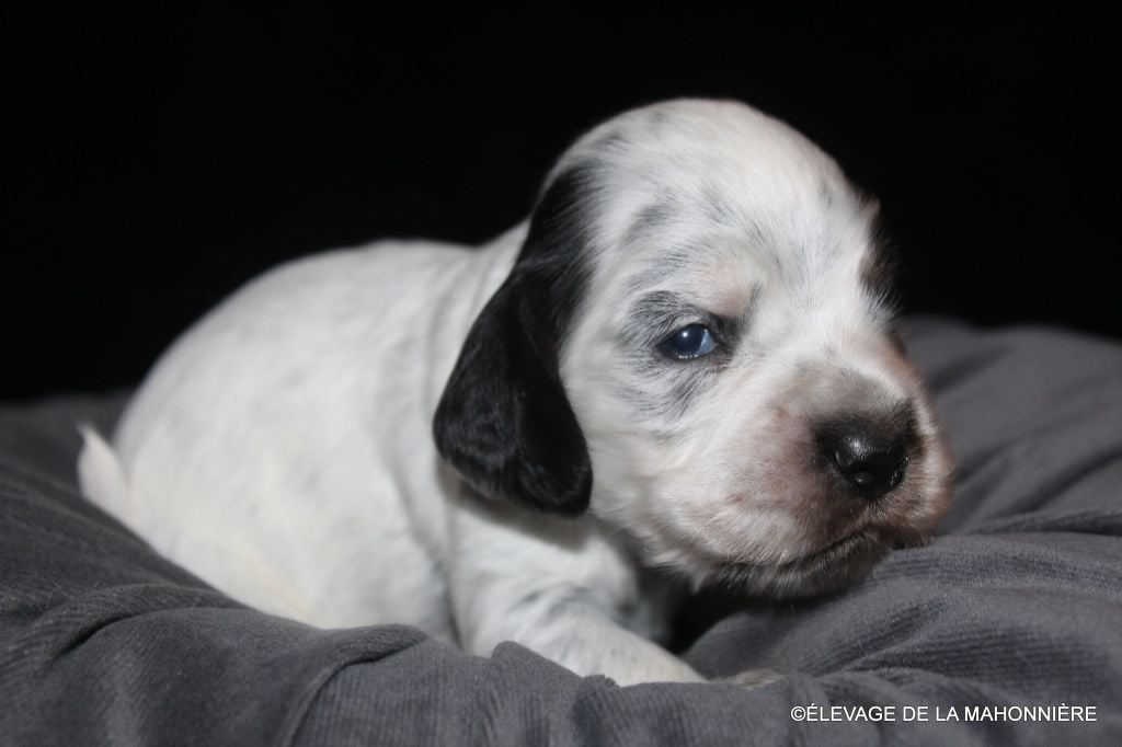 M2 - A. BALZAC DE LA MAHONNIÈRE