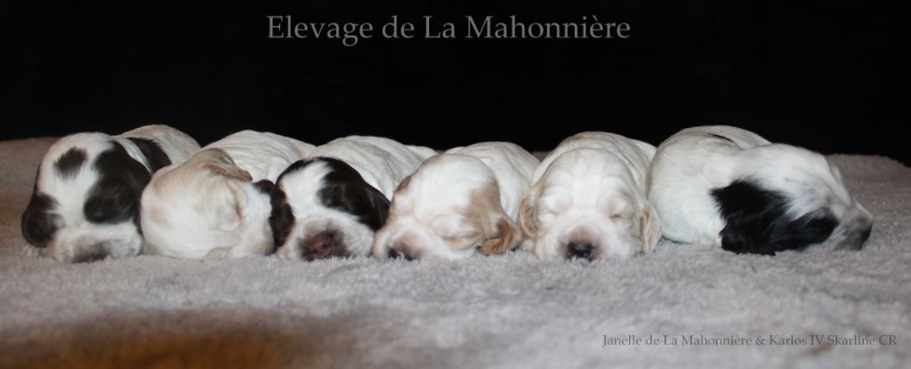 chiot Cocker Spaniel Anglais De La Mahonnière