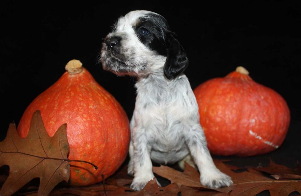 F4-AXE DE LA MAHONNIÈRE