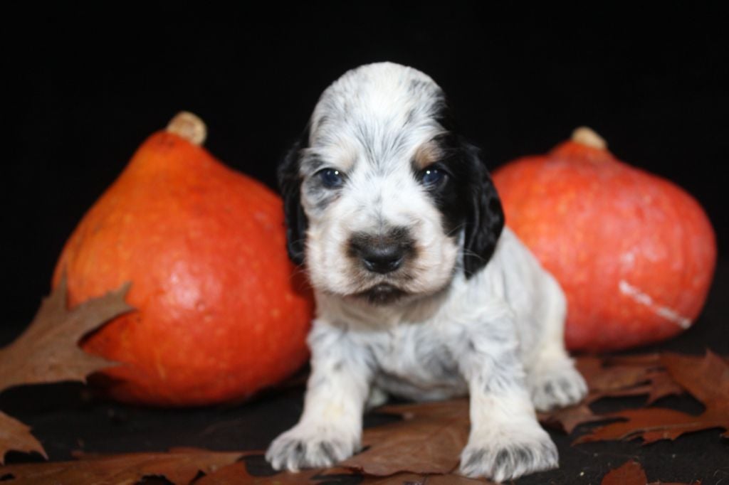 M2 - A. BALZAC DE LA MAHONNIÈRE