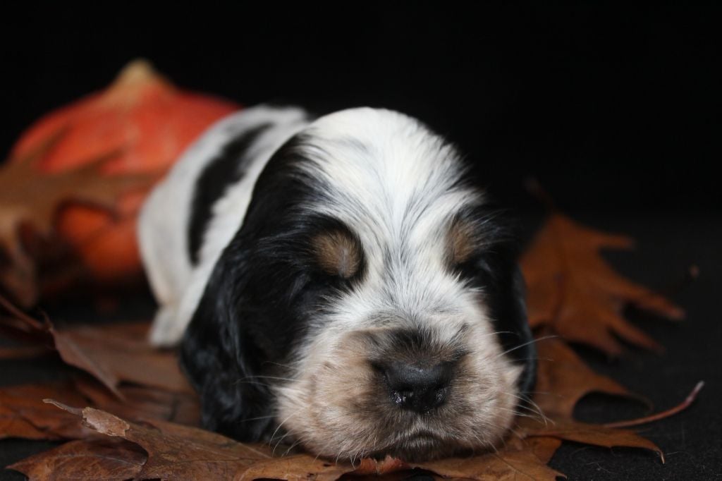 M1-AIKO De la Mahonnière -