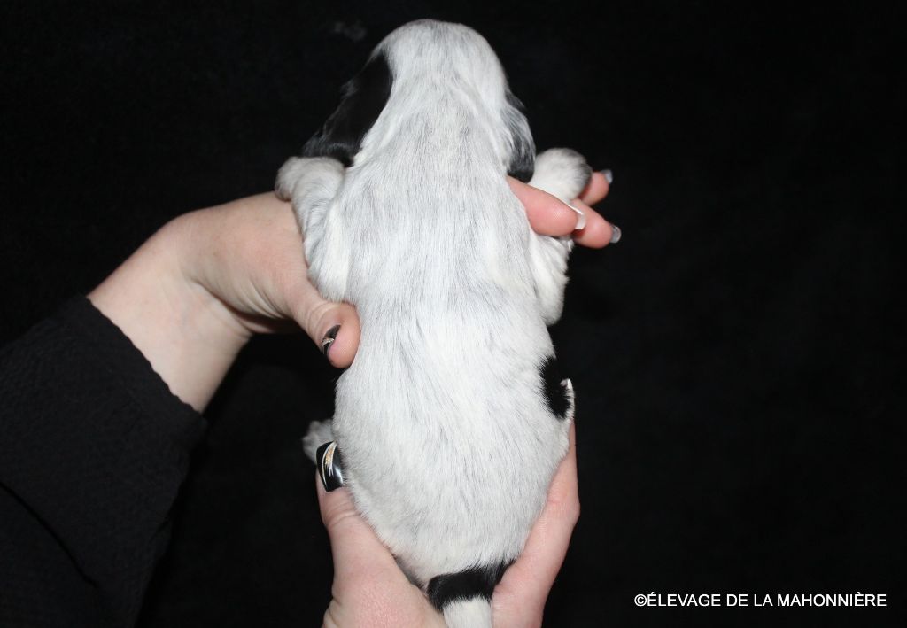 F2- ARIA DE LA MAHONNIÈRE