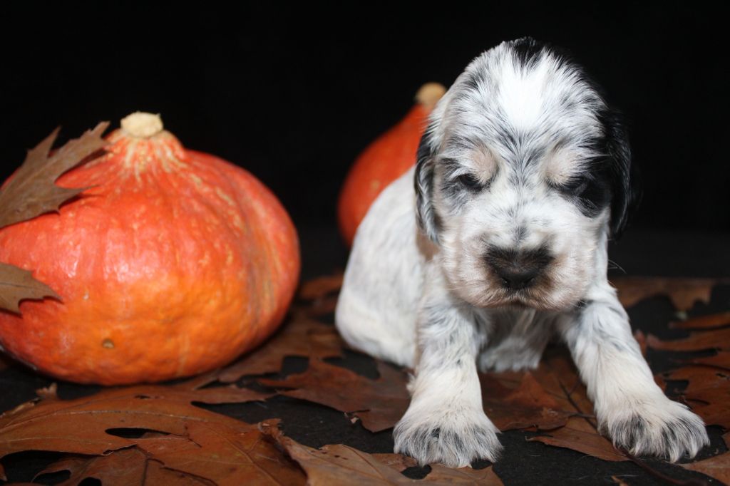 F1- ALTESSE DE LA MAHONNIÈRE