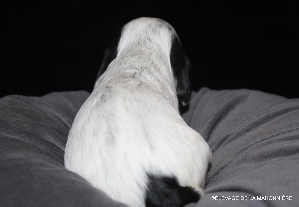 M2 - A. BALZAC DE LA MAHONNIÈRE