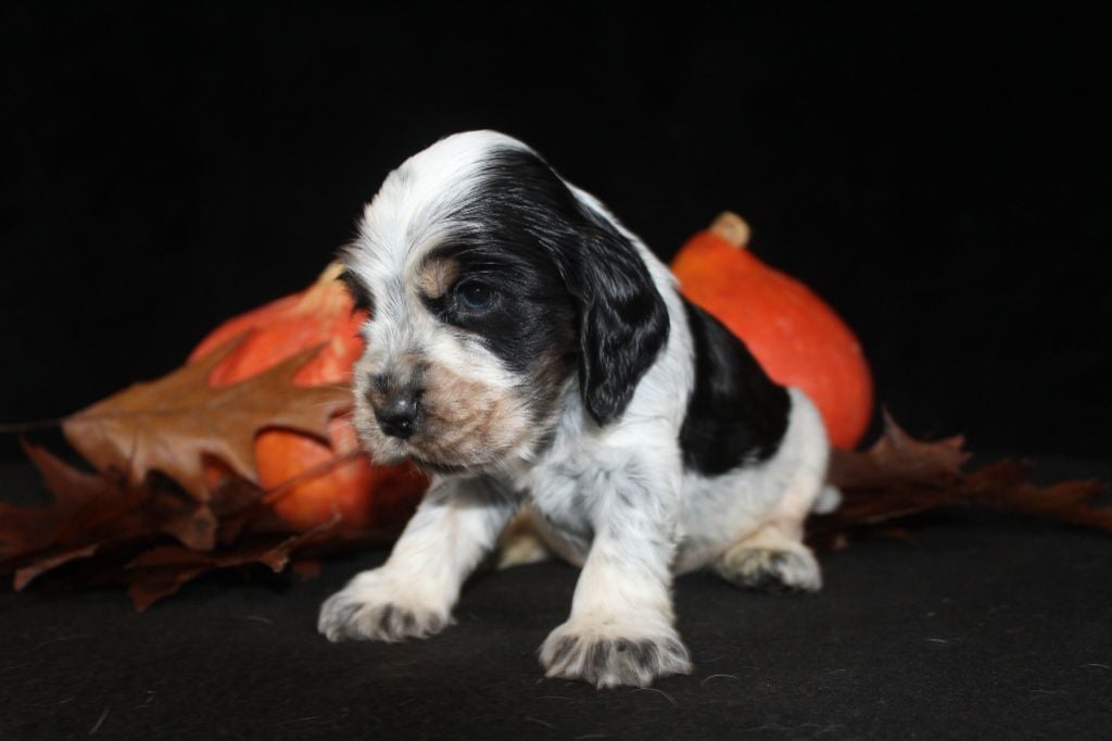 M1-AIKO De la Mahonnière -