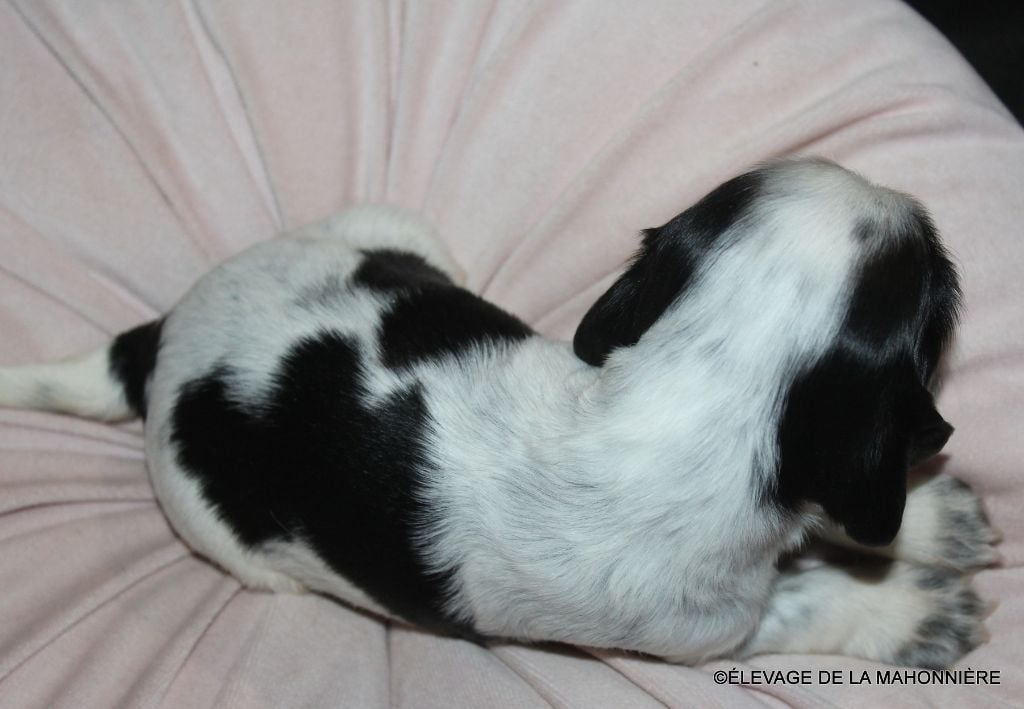 F2-ABY de la Mahonnière