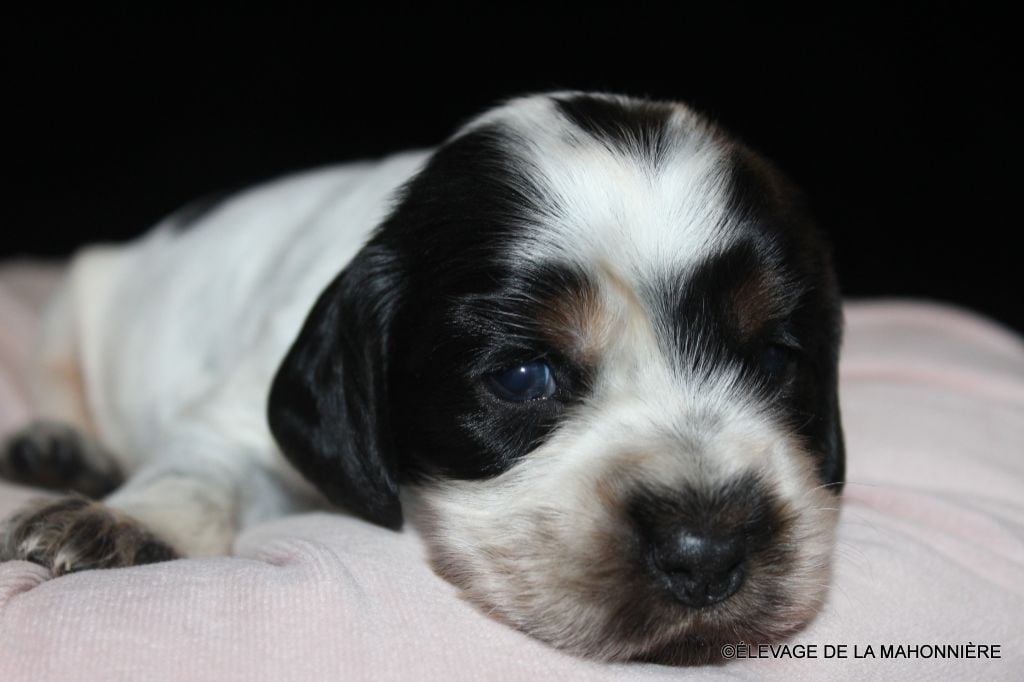 F1-AYA de la Mahonnière