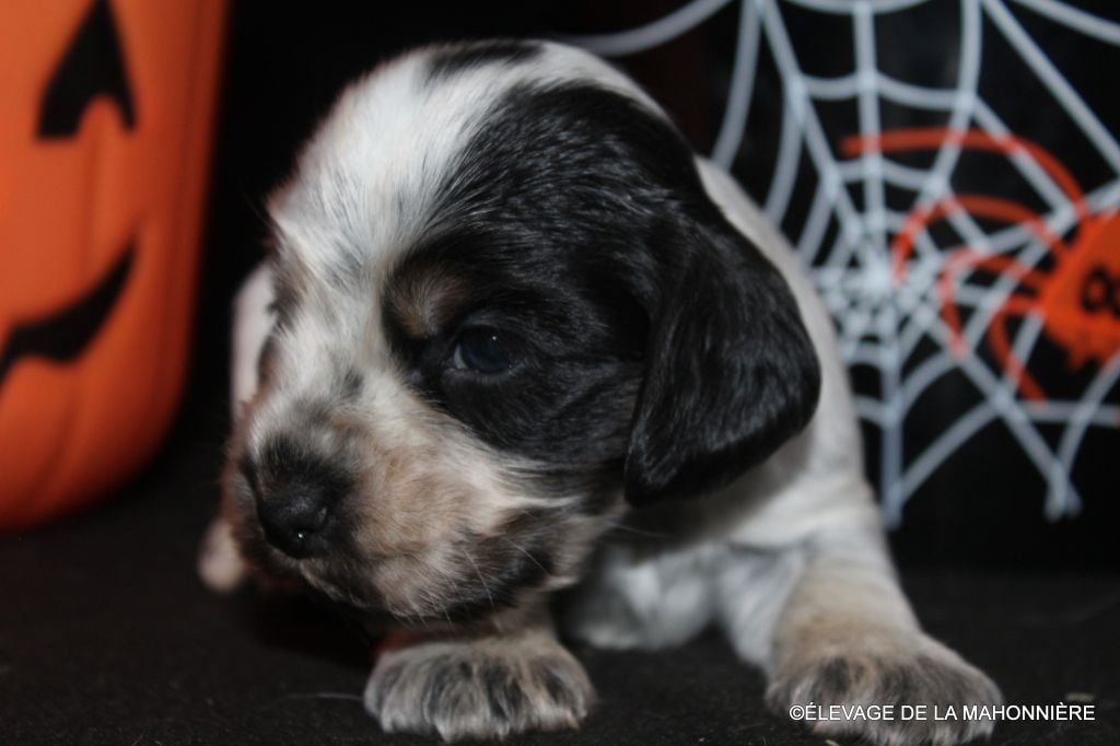 F3-ABBY de la Mahonnière