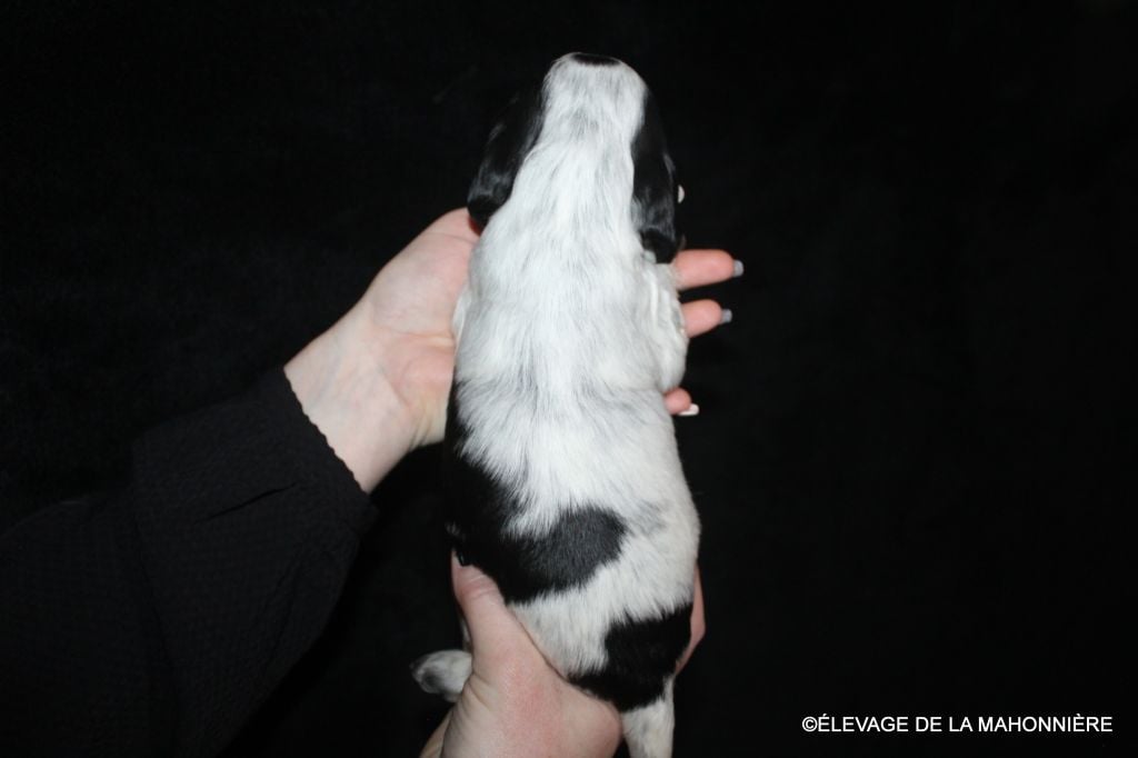 F3-ABBY de la Mahonnière