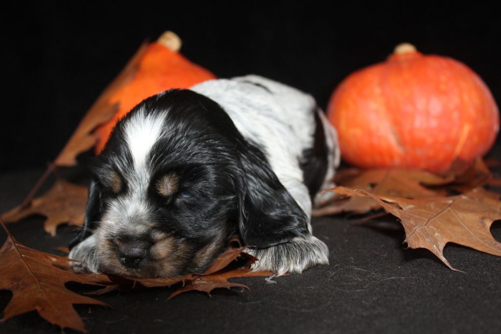 M3-ARES de la Mahonnière