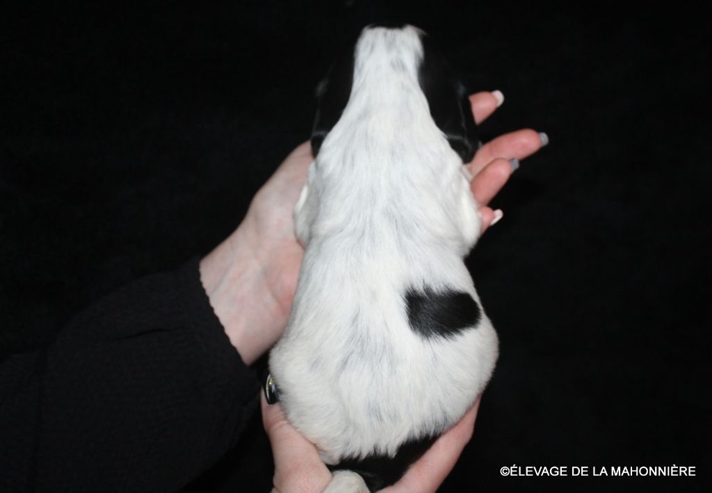 F1-AYA de la Mahonnière