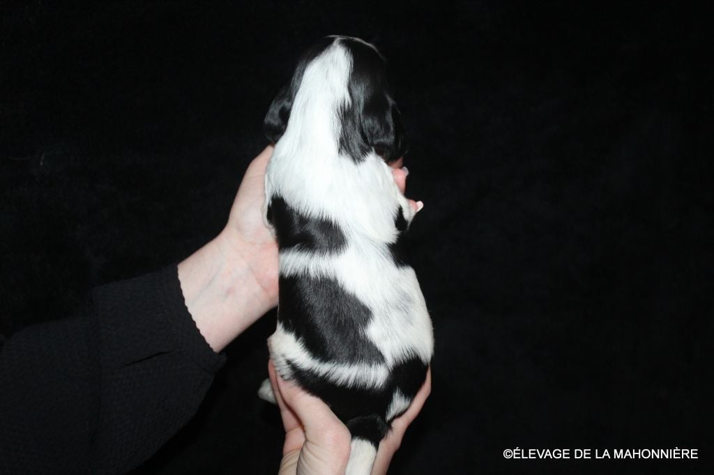 M2-ALBUS de la Mahonnière