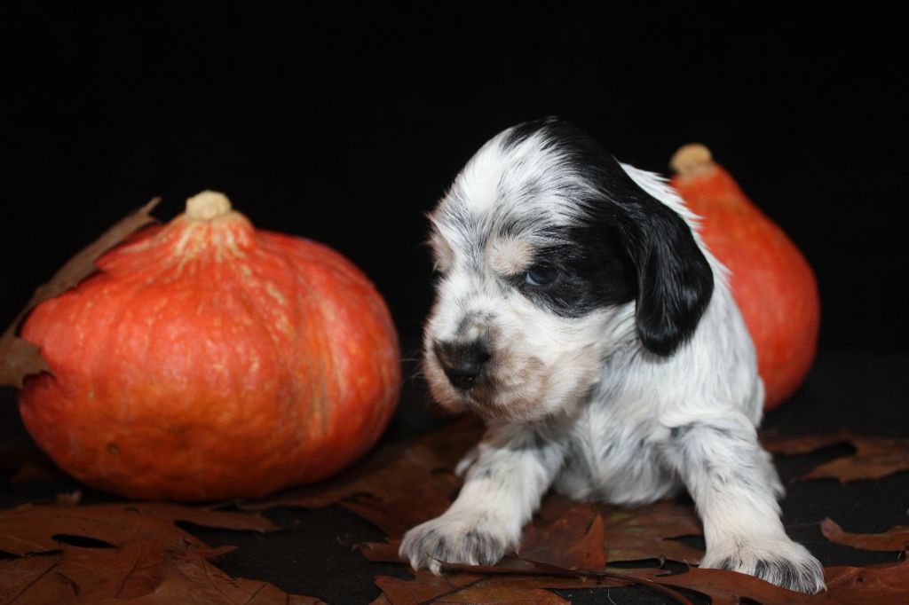 F1- ALTESSE DE LA MAHONNIÈRE