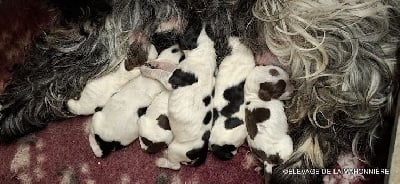 Les chiots de Cocker Spaniel Anglais