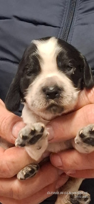 Les chiots de Cocker Spaniel Anglais