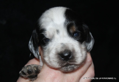 Les chiots de Cocker Spaniel Anglais