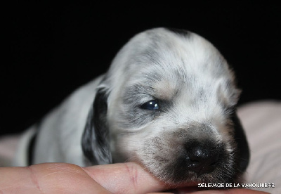 Les chiots de Cocker Spaniel Anglais