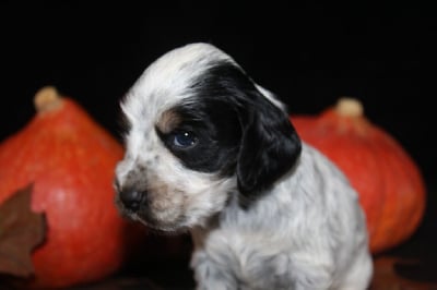 Les chiots de Cocker Spaniel Anglais